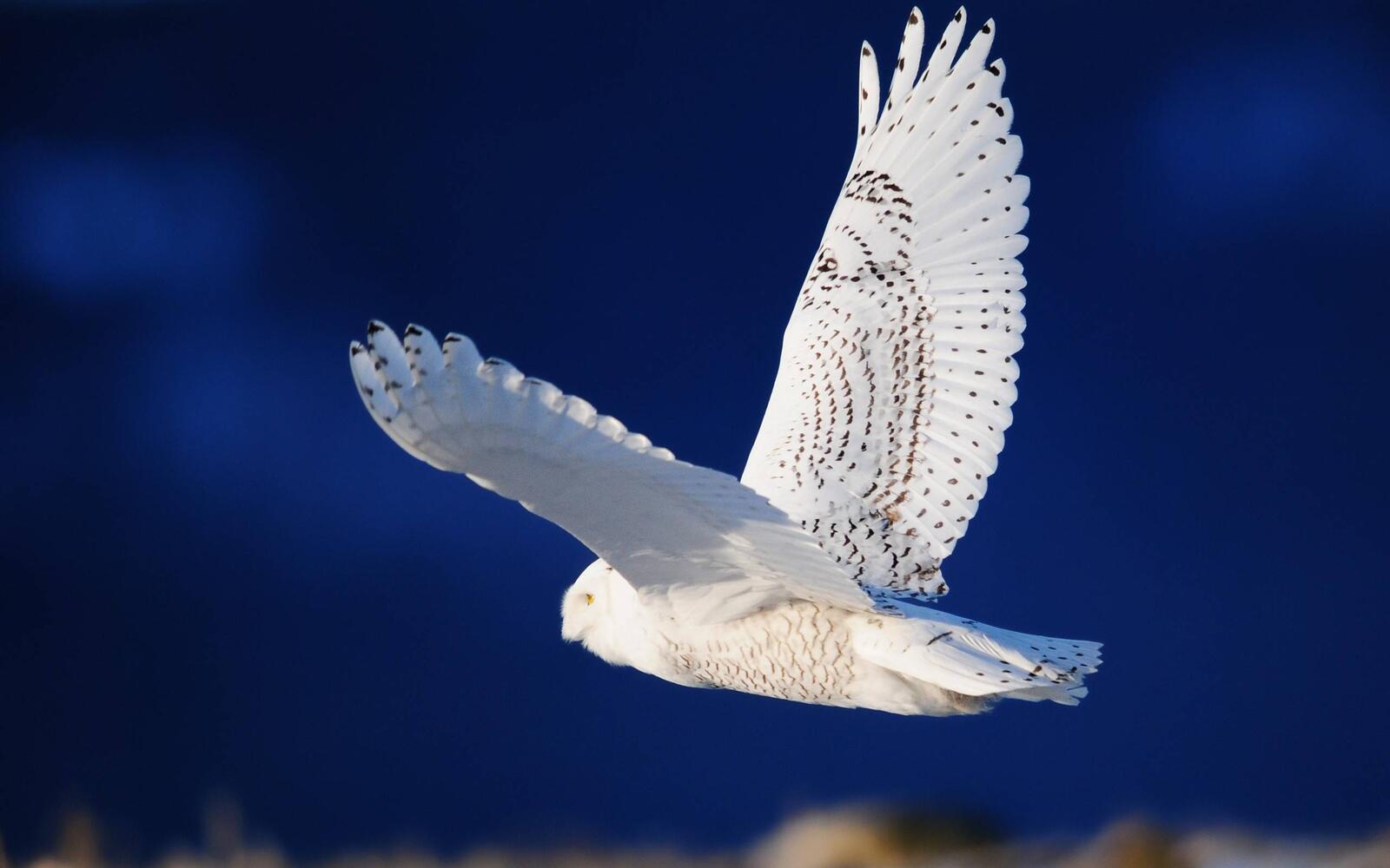 Wallpapers polar owl wings tail on the desktop