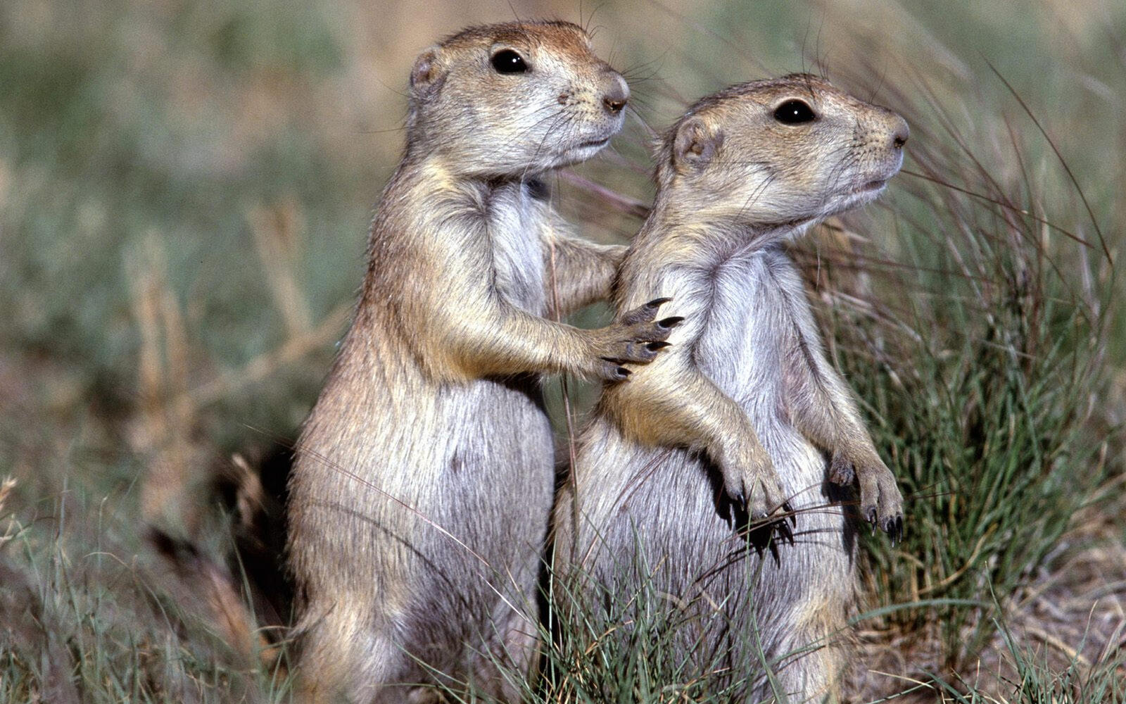 Wallpapers gophers rodents pair on the desktop