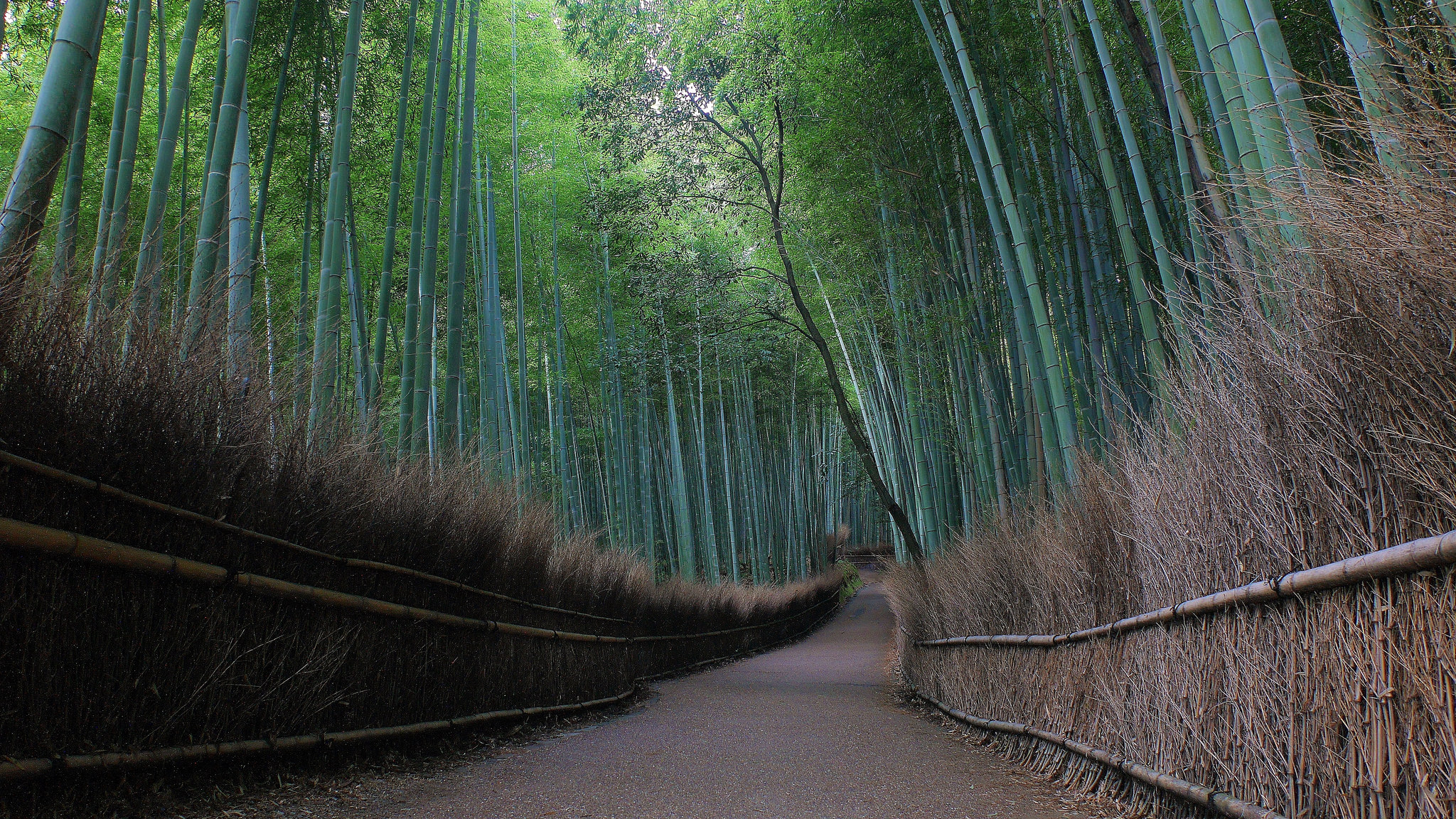 桌面上的壁纸京都 日本 竹林