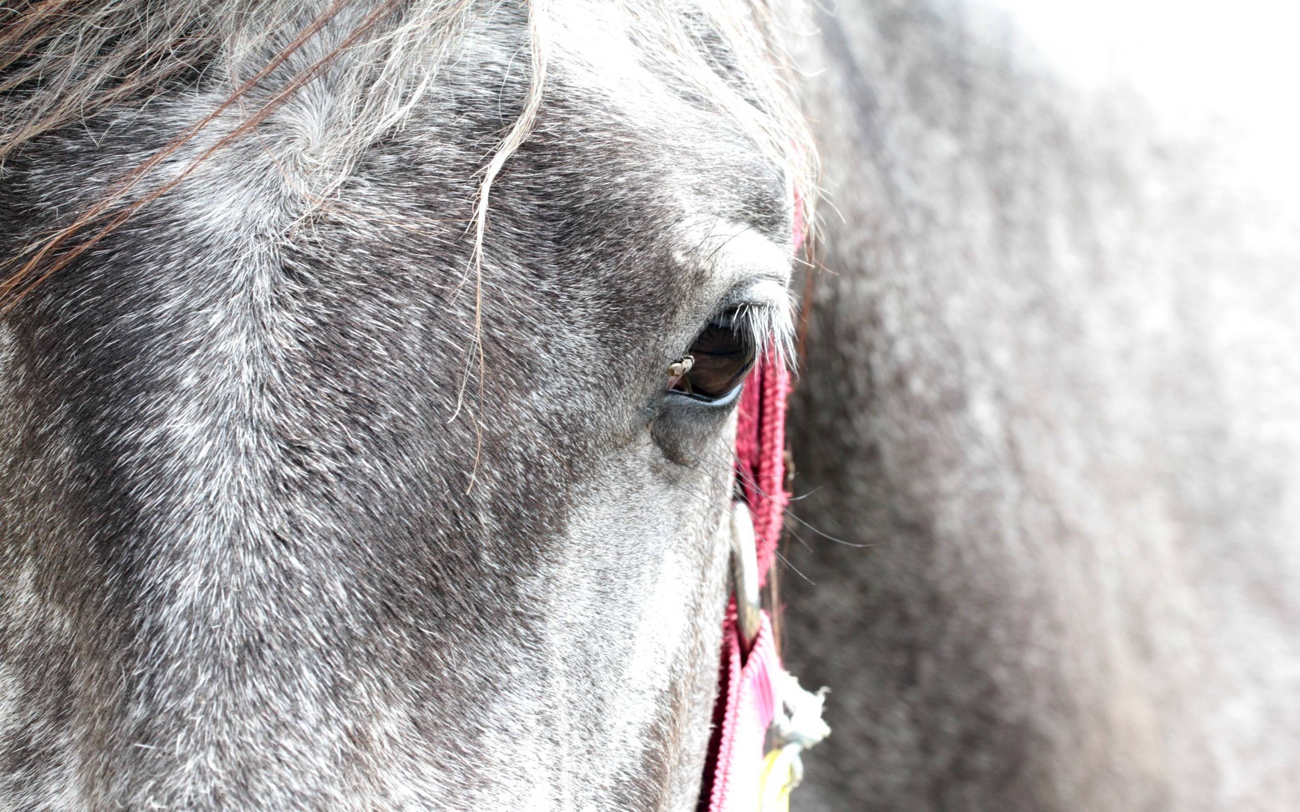 Фото бесплатно мордашка коня, лошадь, глаз
