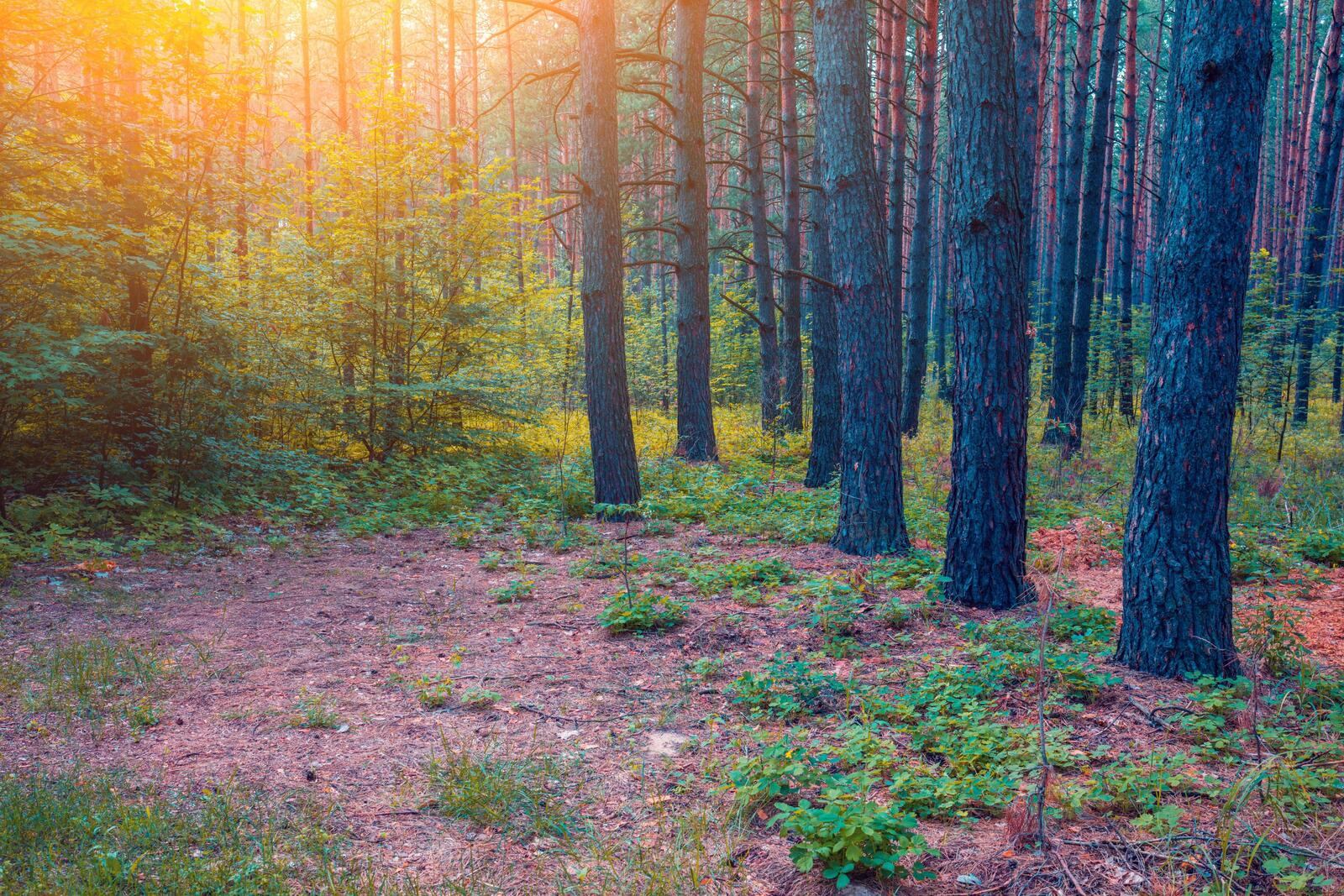 Wallpapers coniferous forest forest sunny weather on the desktop