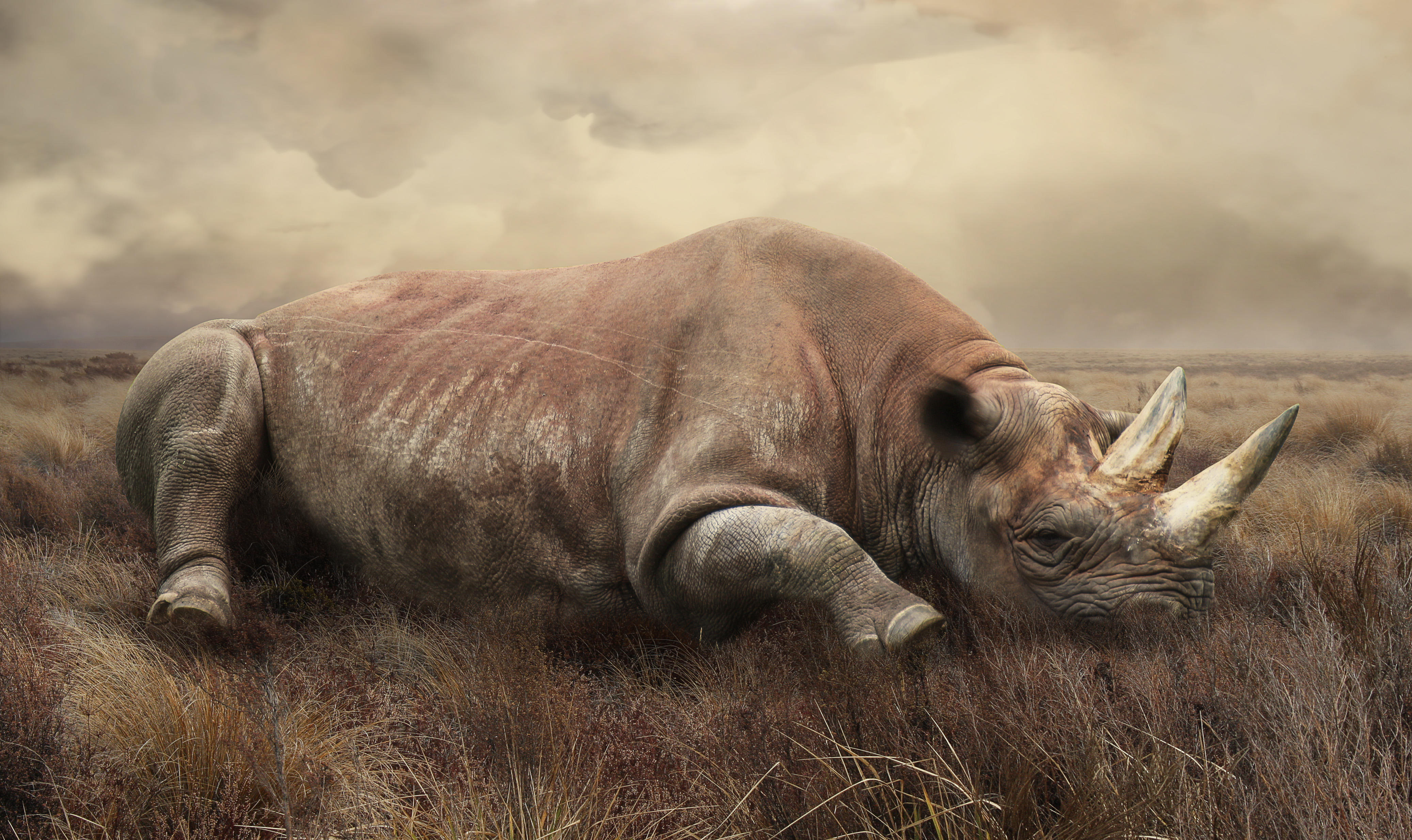 Фото бесплатно поле, носорог, art