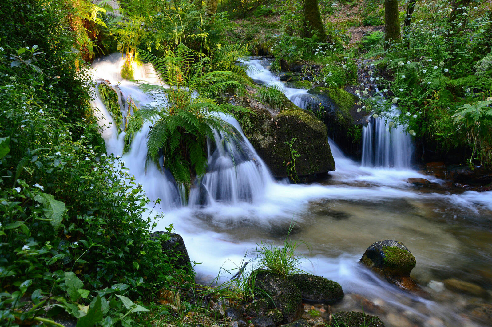 Wallpapers plants nature waterfall on the desktop