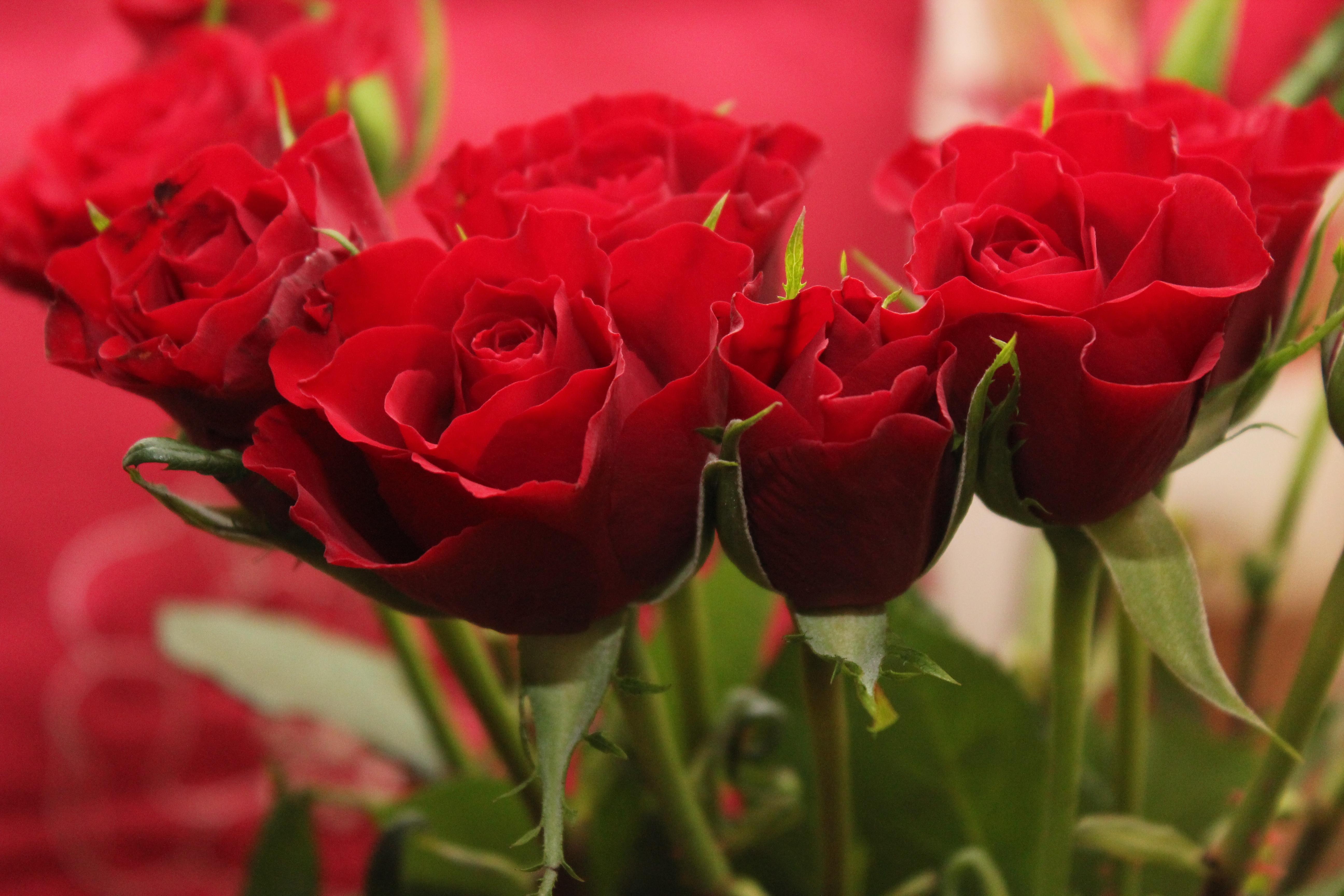 桌面上的壁纸玫瑰花束 红色花束 玫瑰