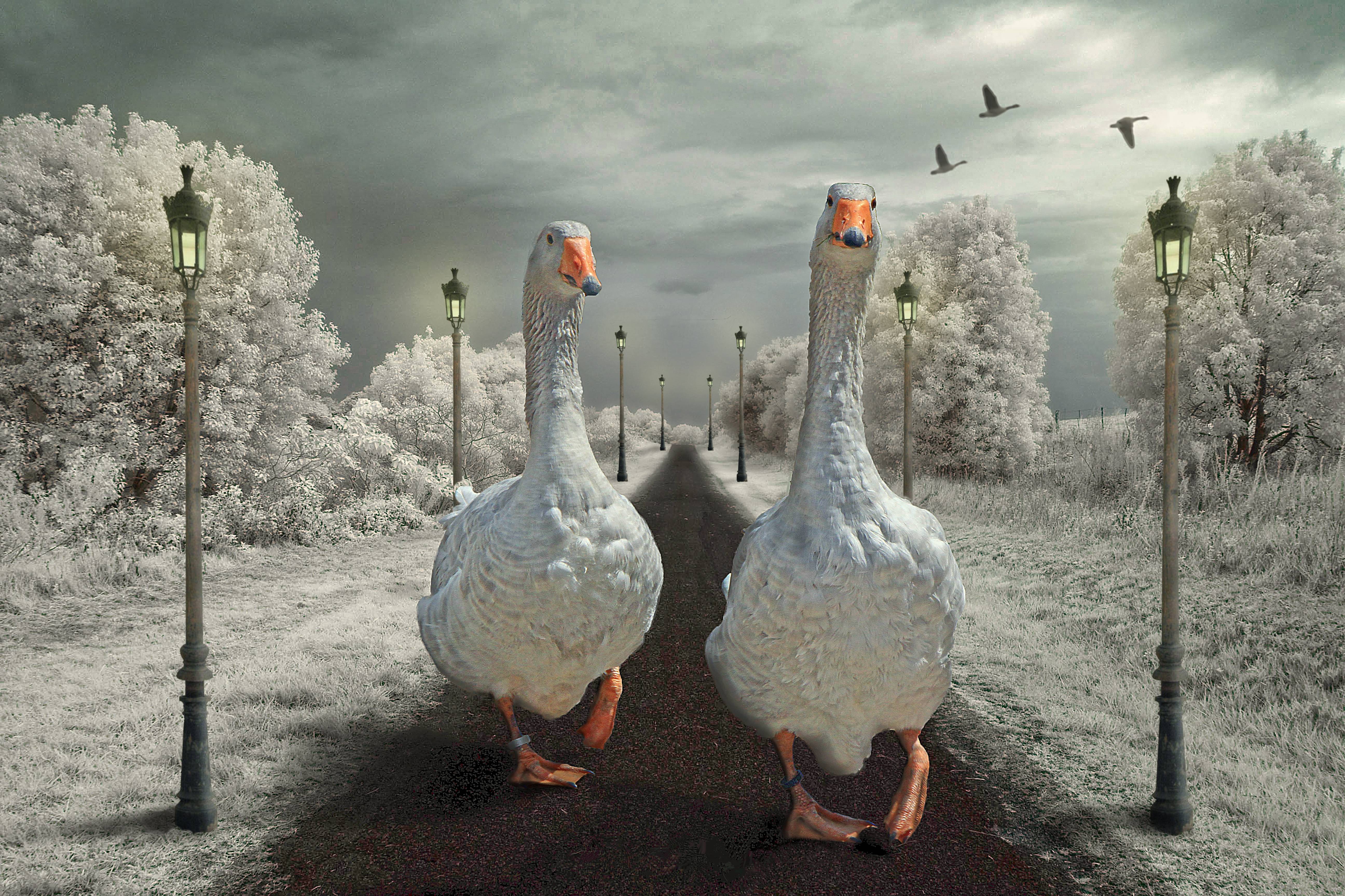 Wallpapers road lights geese on the desktop