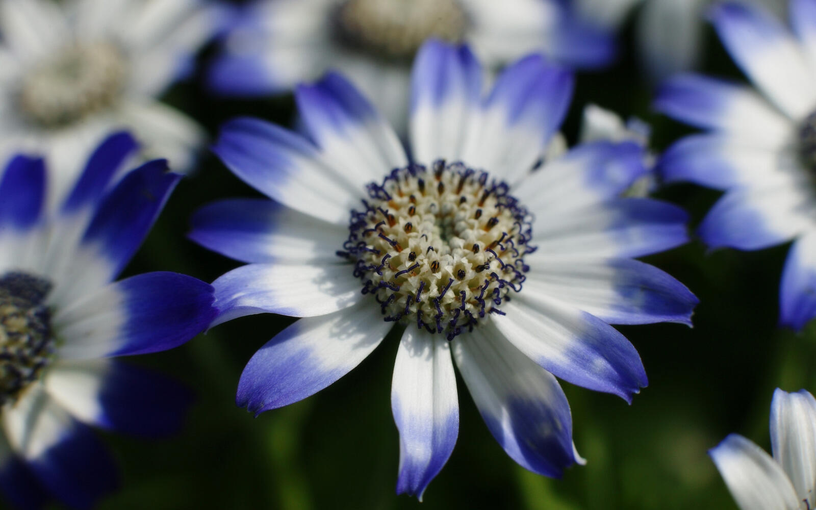 Wallpapers flowers petals white and blue on the desktop