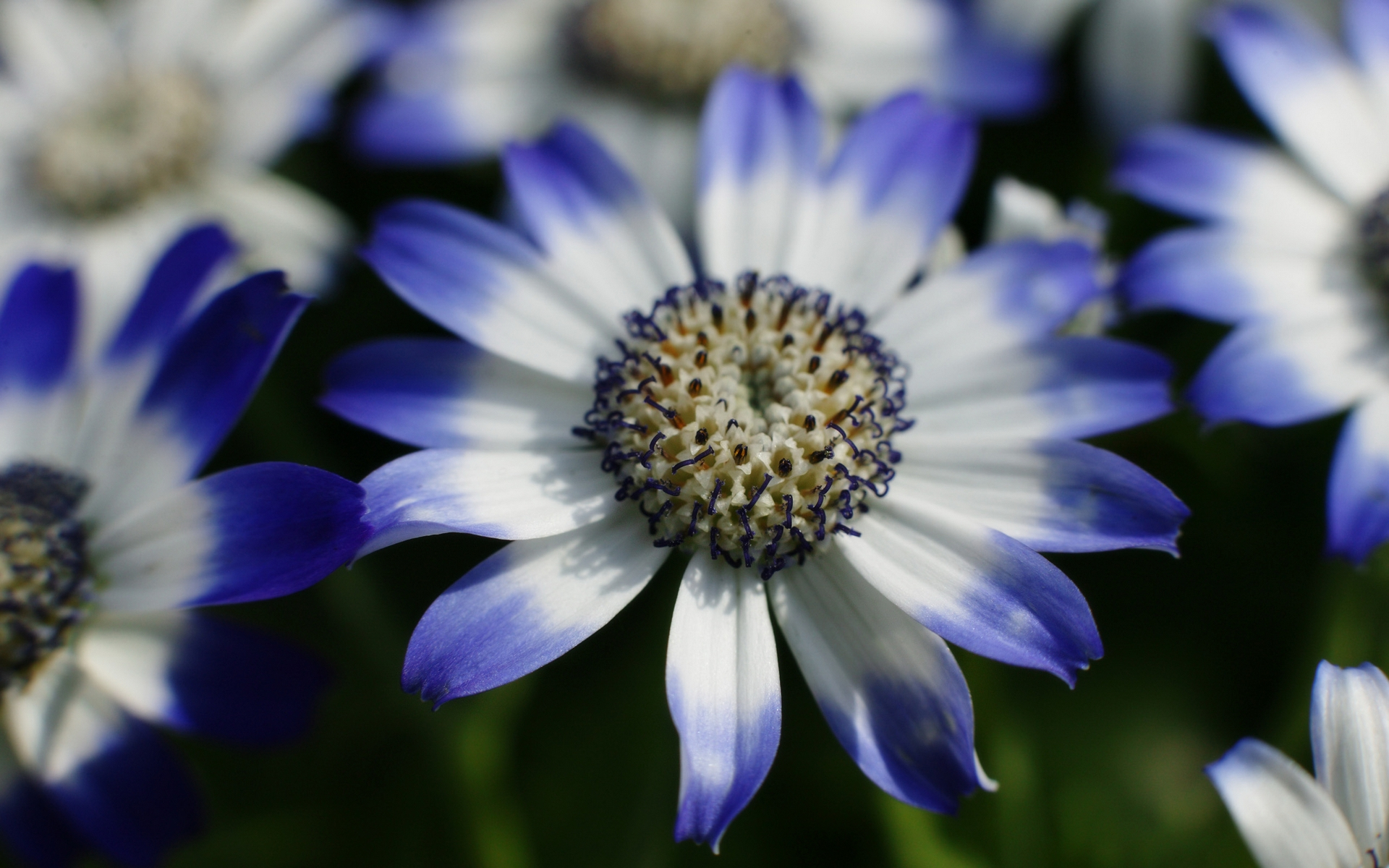 桌面上的壁纸花朵 花瓣 白色和蓝色