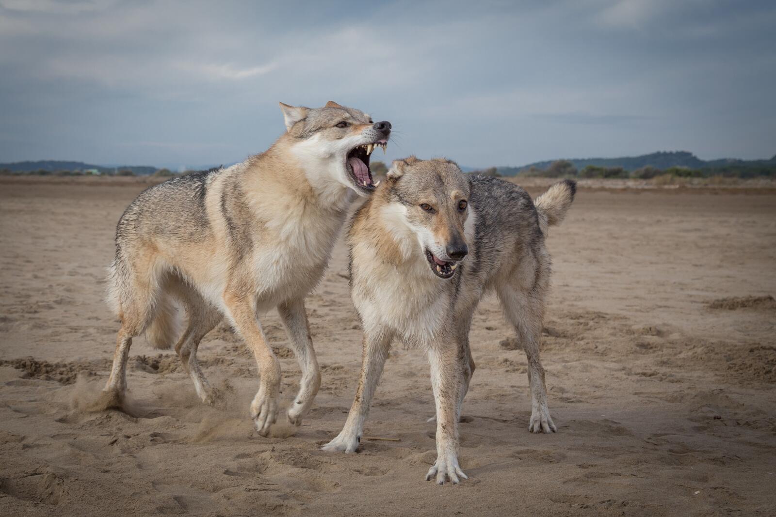 Обои волки хищники животные на рабочий стол