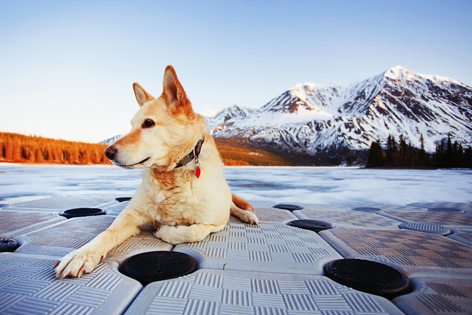 Wallpapers dog nature mountains on the desktop