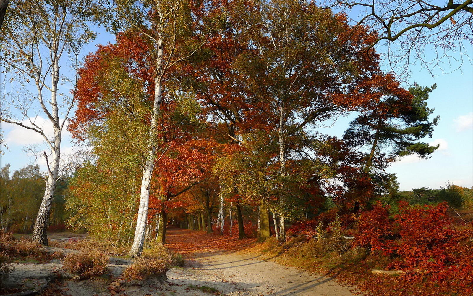 Wallpapers autumn path trees on the desktop