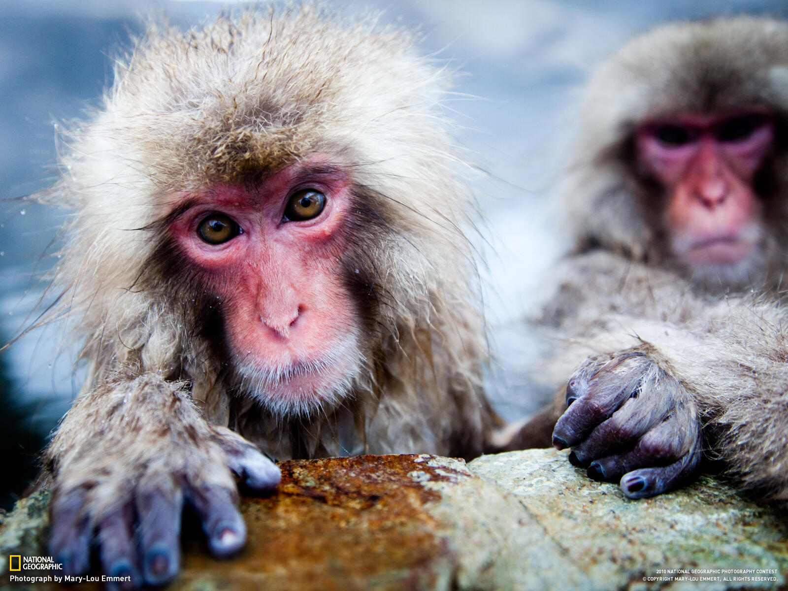 Обои обезьяны national geographic розовая на рабочий стол