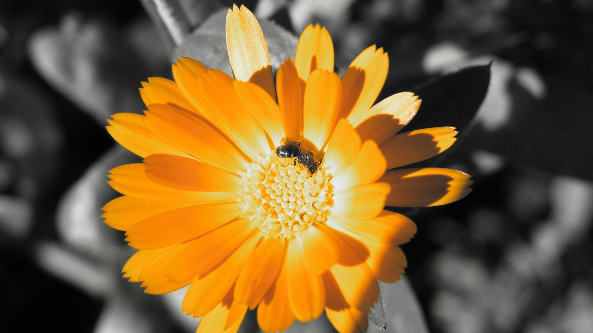Фото бесплатно желтый, красивы, пчела