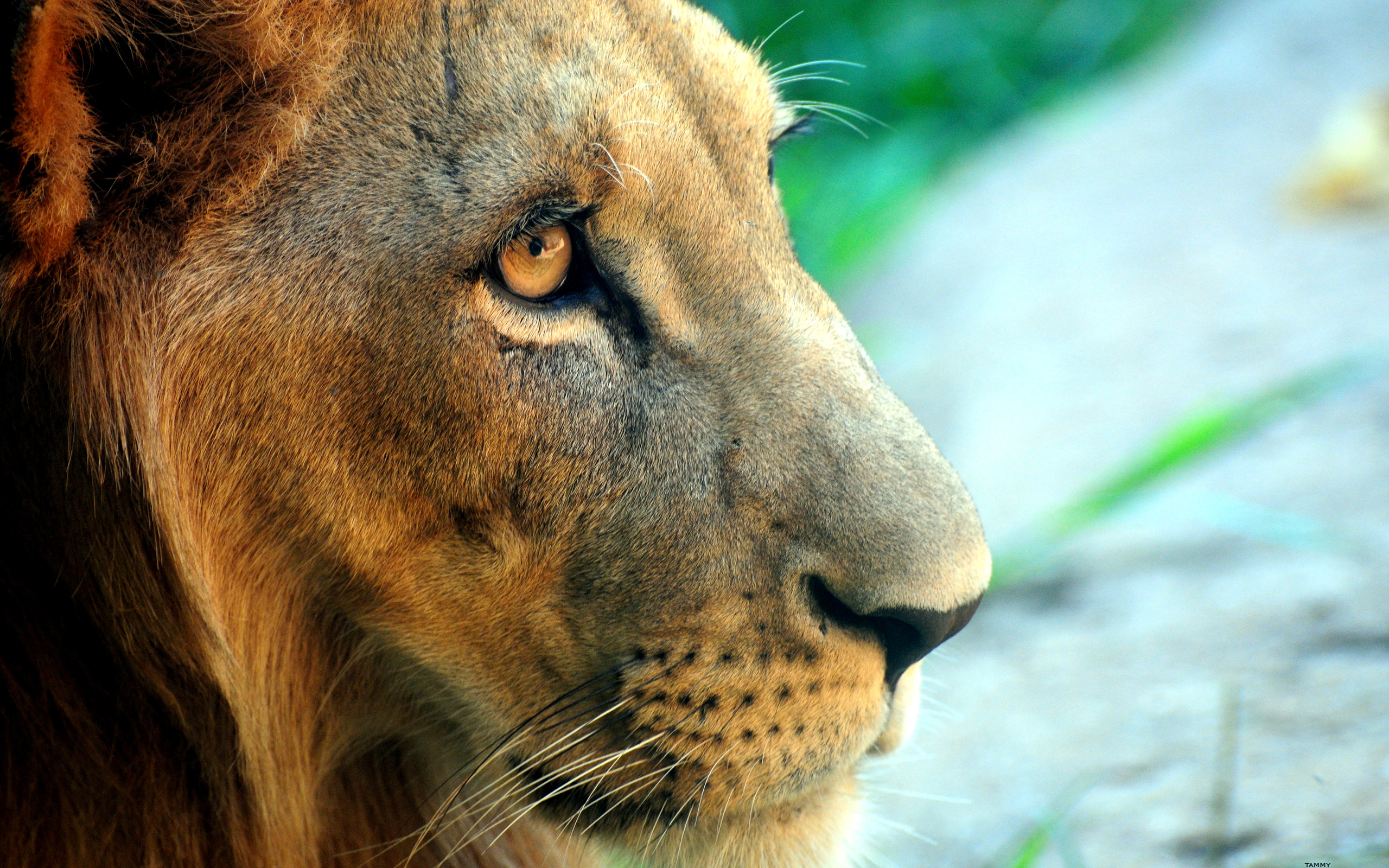 Фото бесплатно лев, морда, усы