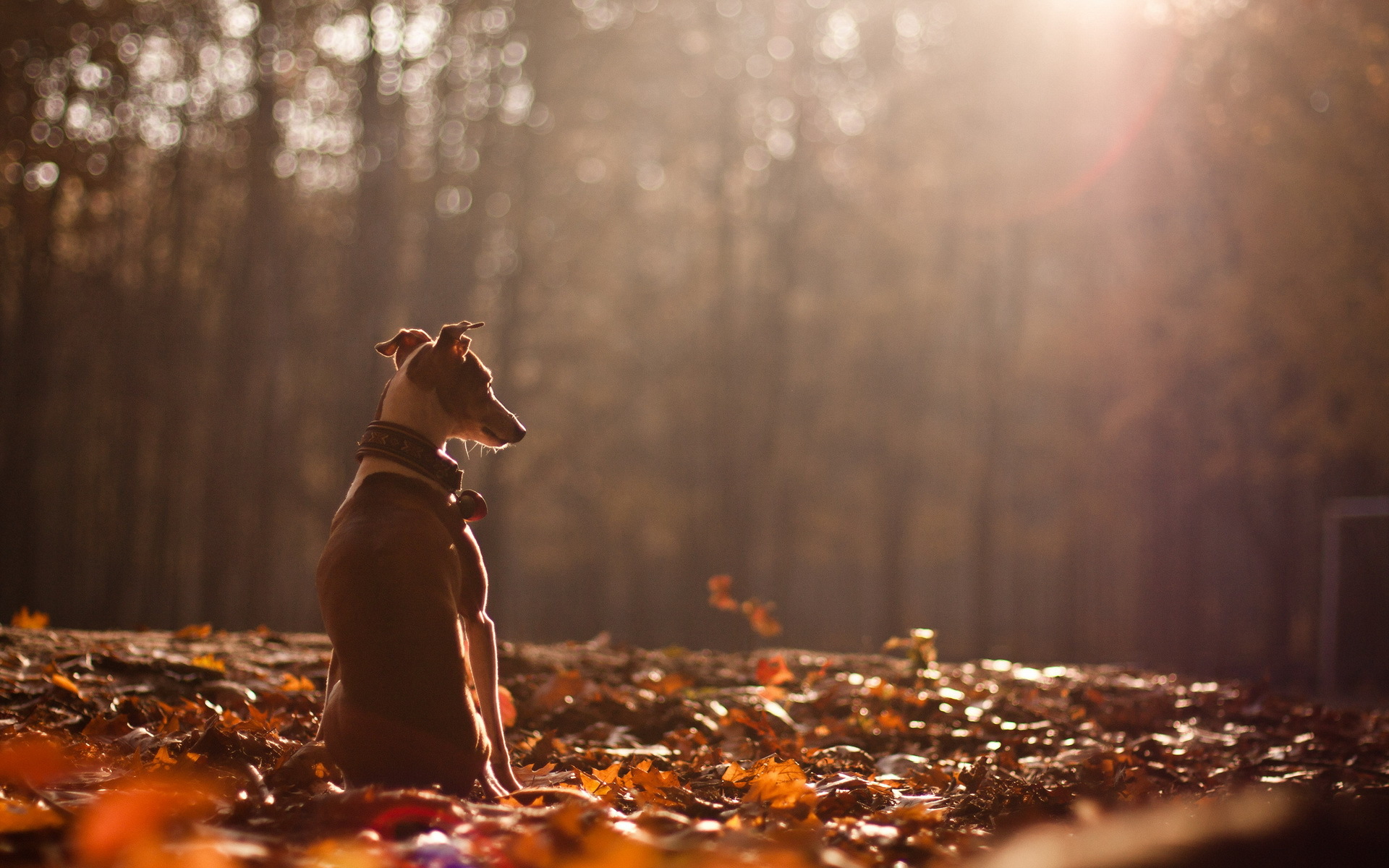 Фото пес ошейник листва - бесплатные картинки на Fonwall