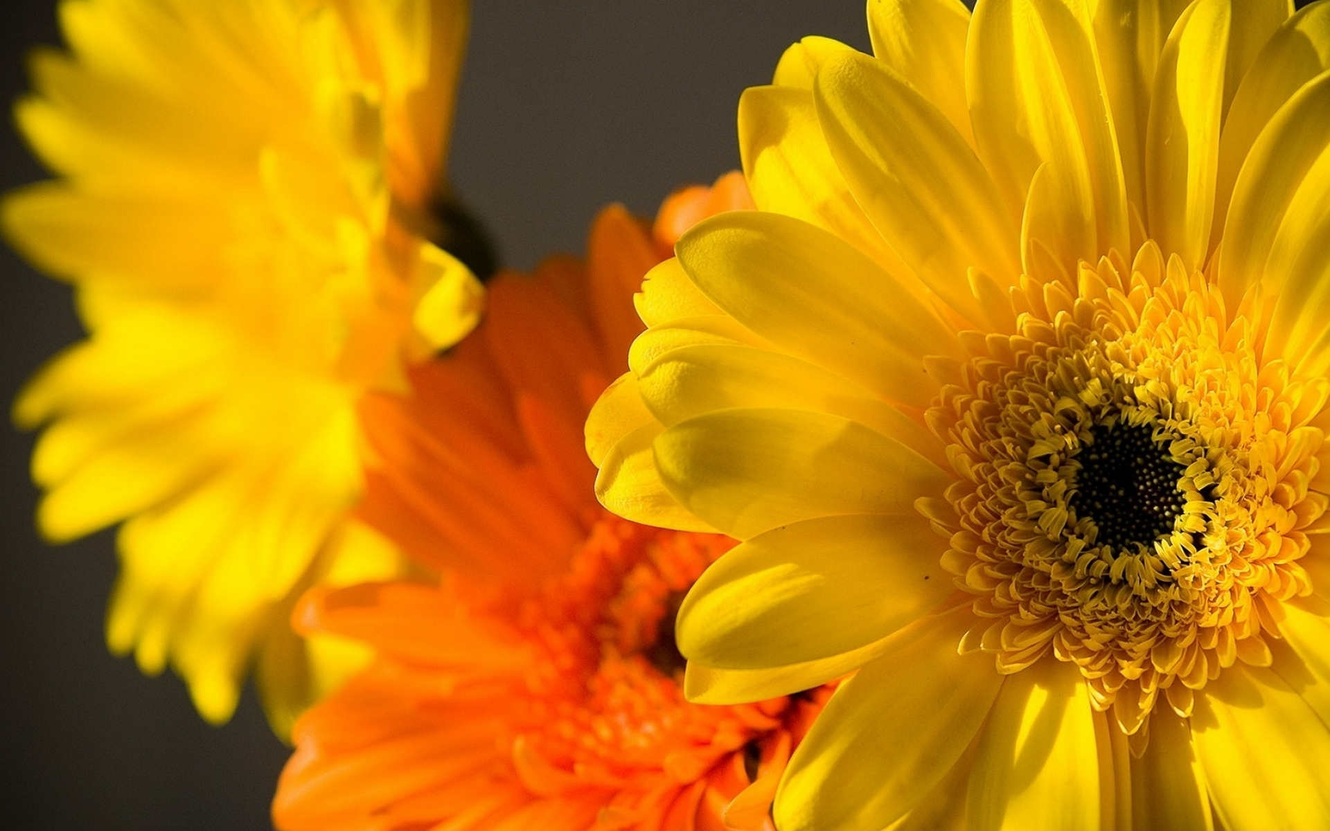 Фото бесплатно цветы, лепестки, желтые