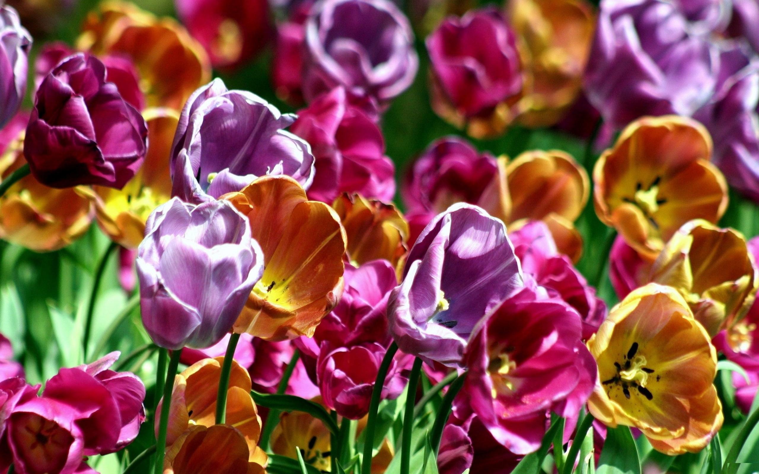 Wallpapers tulips flowerbed bouquet on the desktop
