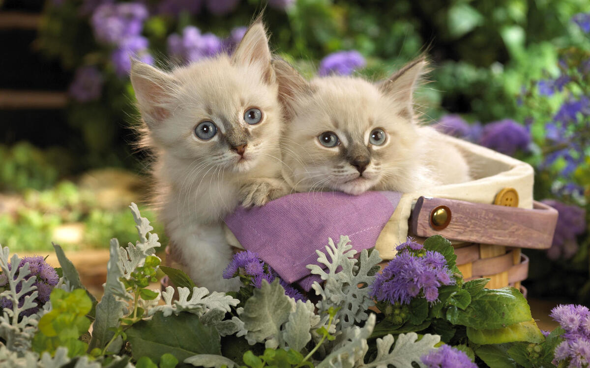 Корзинка с пушистыми персидскими котятами