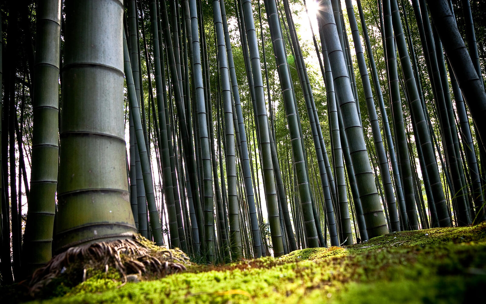 Wallpapers bamboo grove grass on the desktop