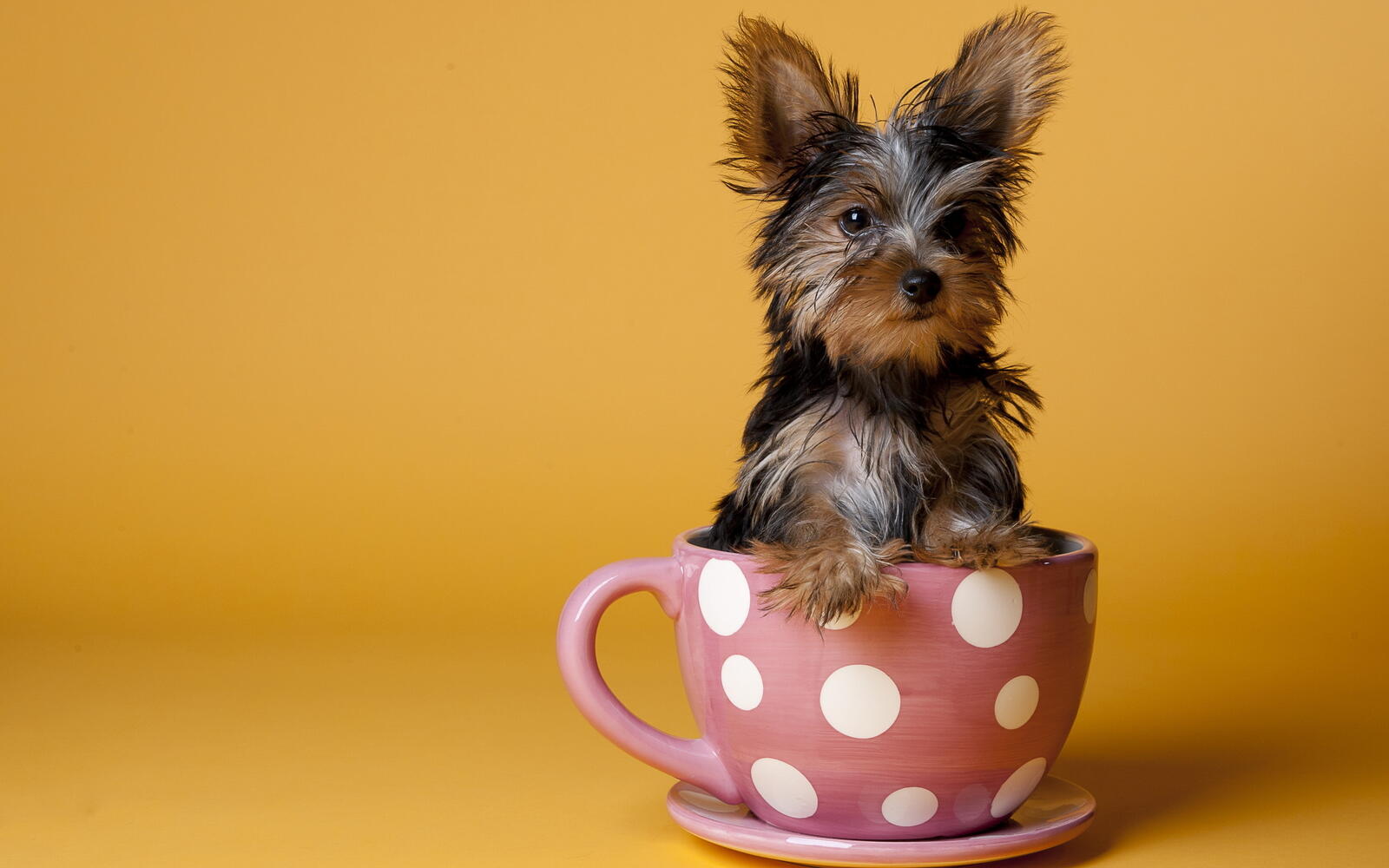 Wallpapers cup puppy pink on the desktop