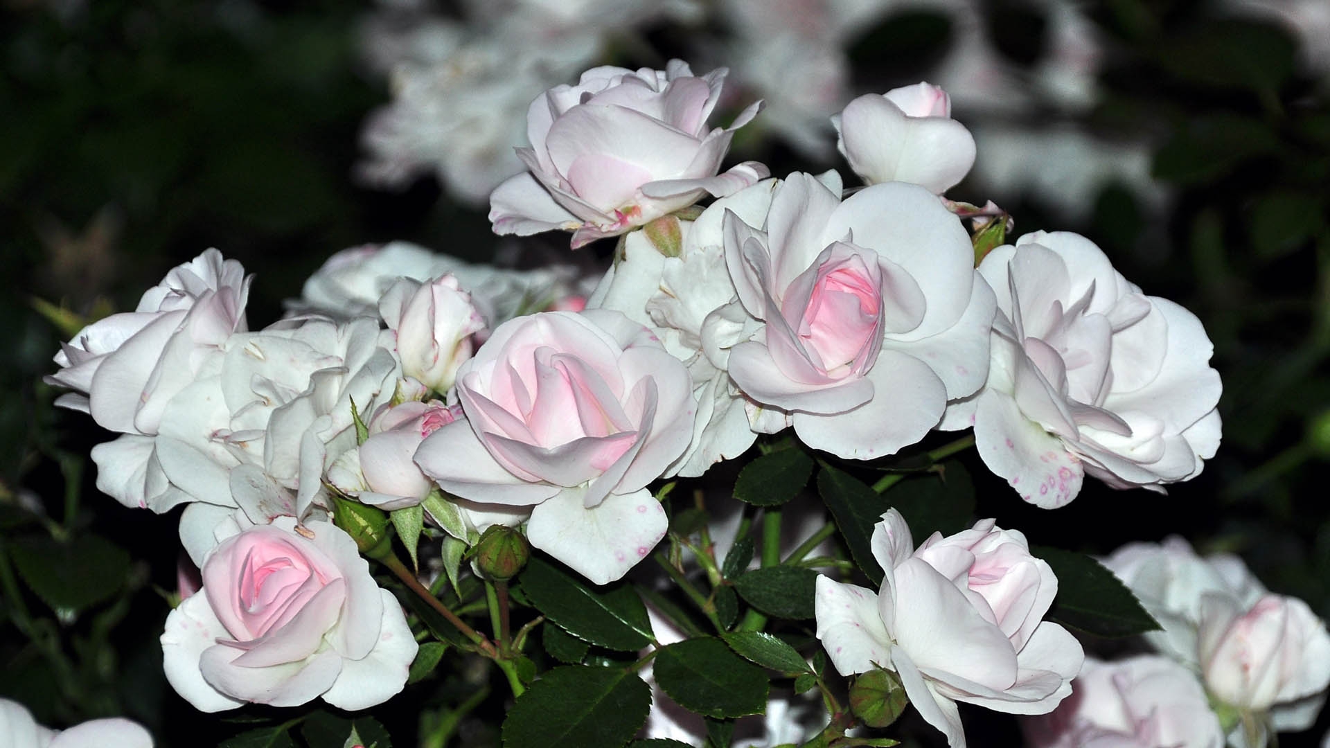 桌面上的壁纸丛林 玫瑰 白色和粉色
