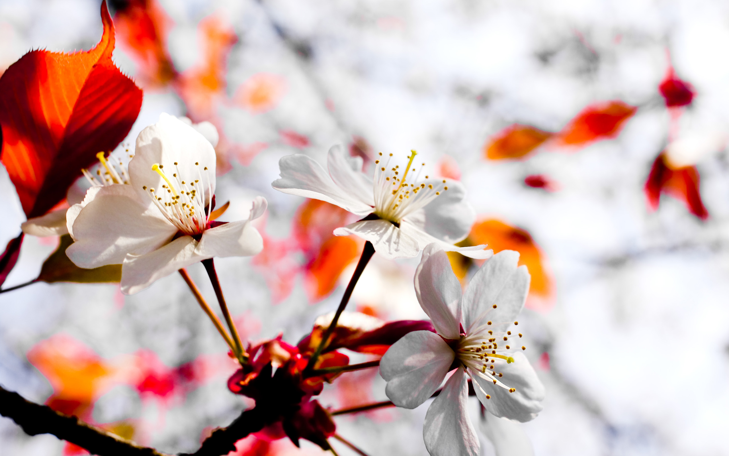 Обои цветок вишня сакура на рабочий стол