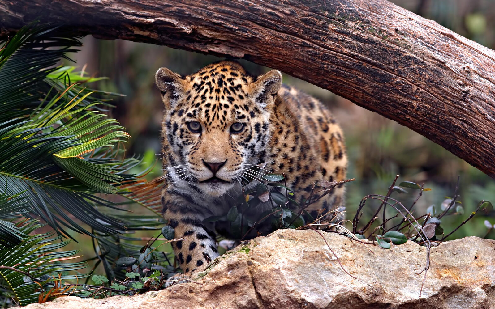 Wallpapers jaguar under a log a predator a rock stone on the desktop