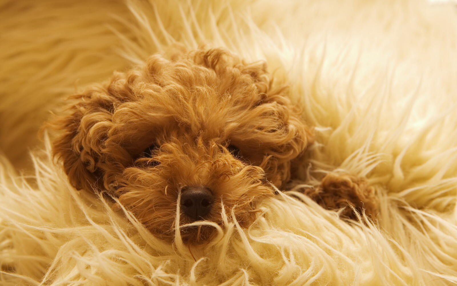 Wallpapers wool blanket dog on the desktop
