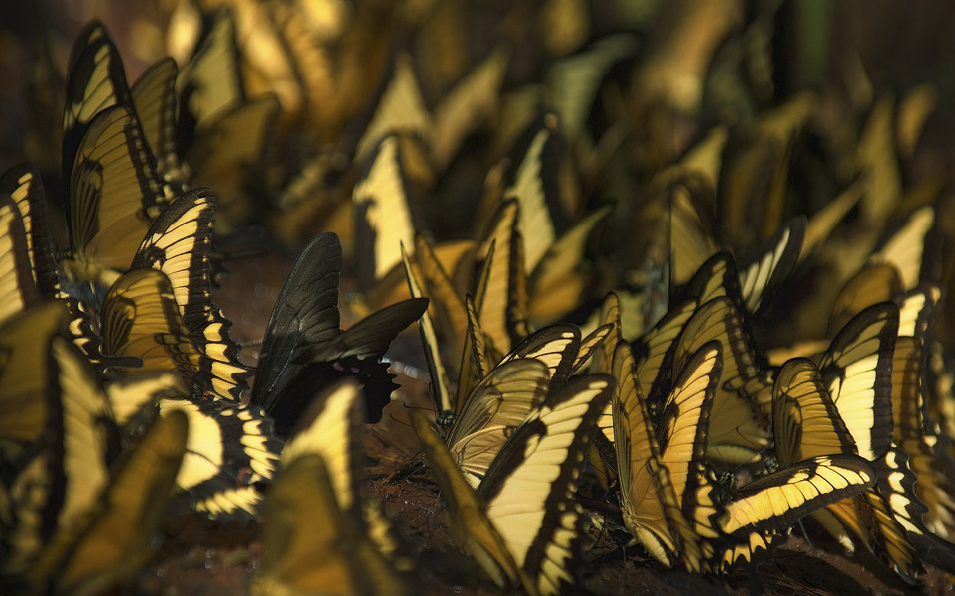 Wallpapers butterflies wings coloring on the desktop