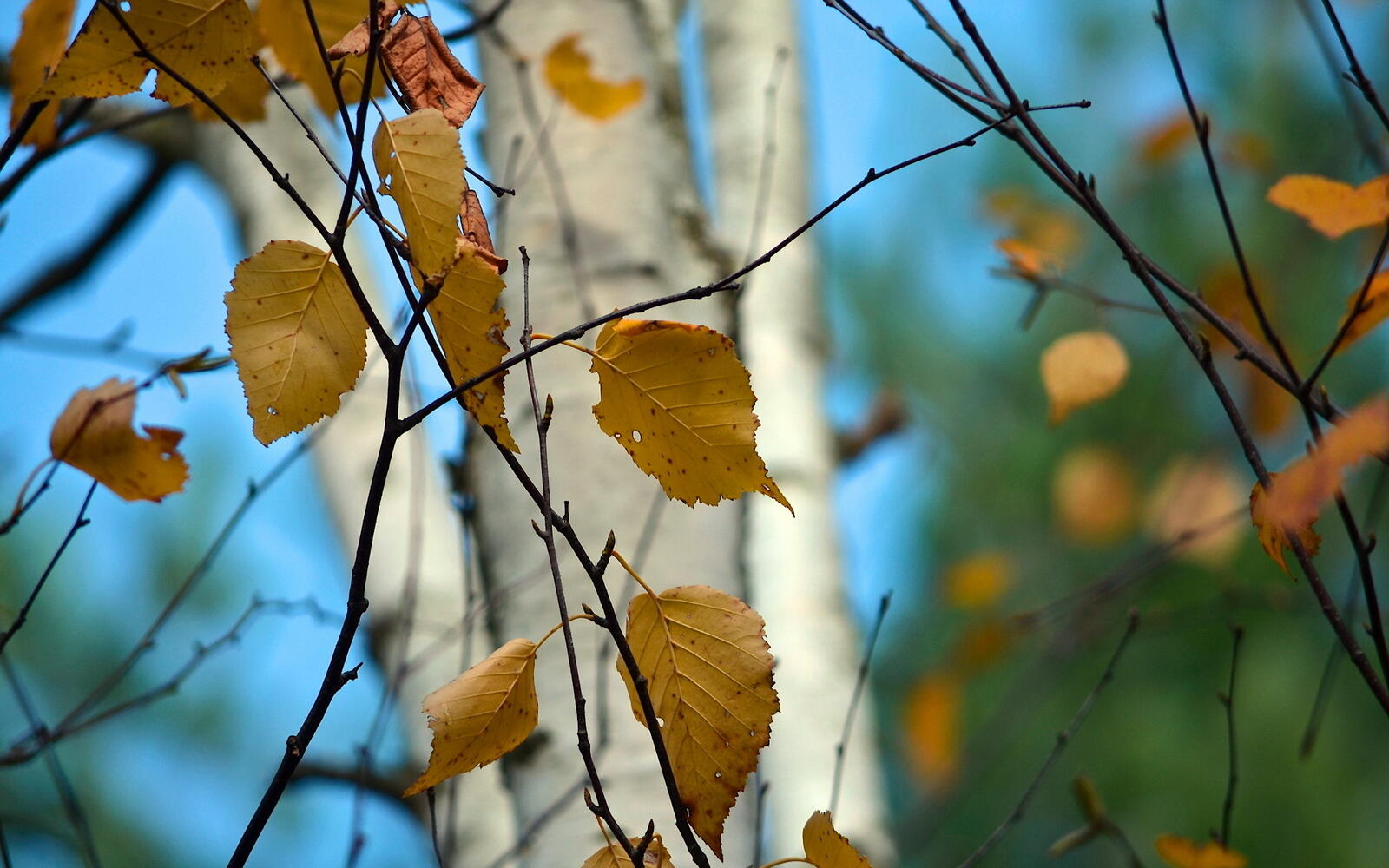 Wallpapers birch leaves yellow on the desktop