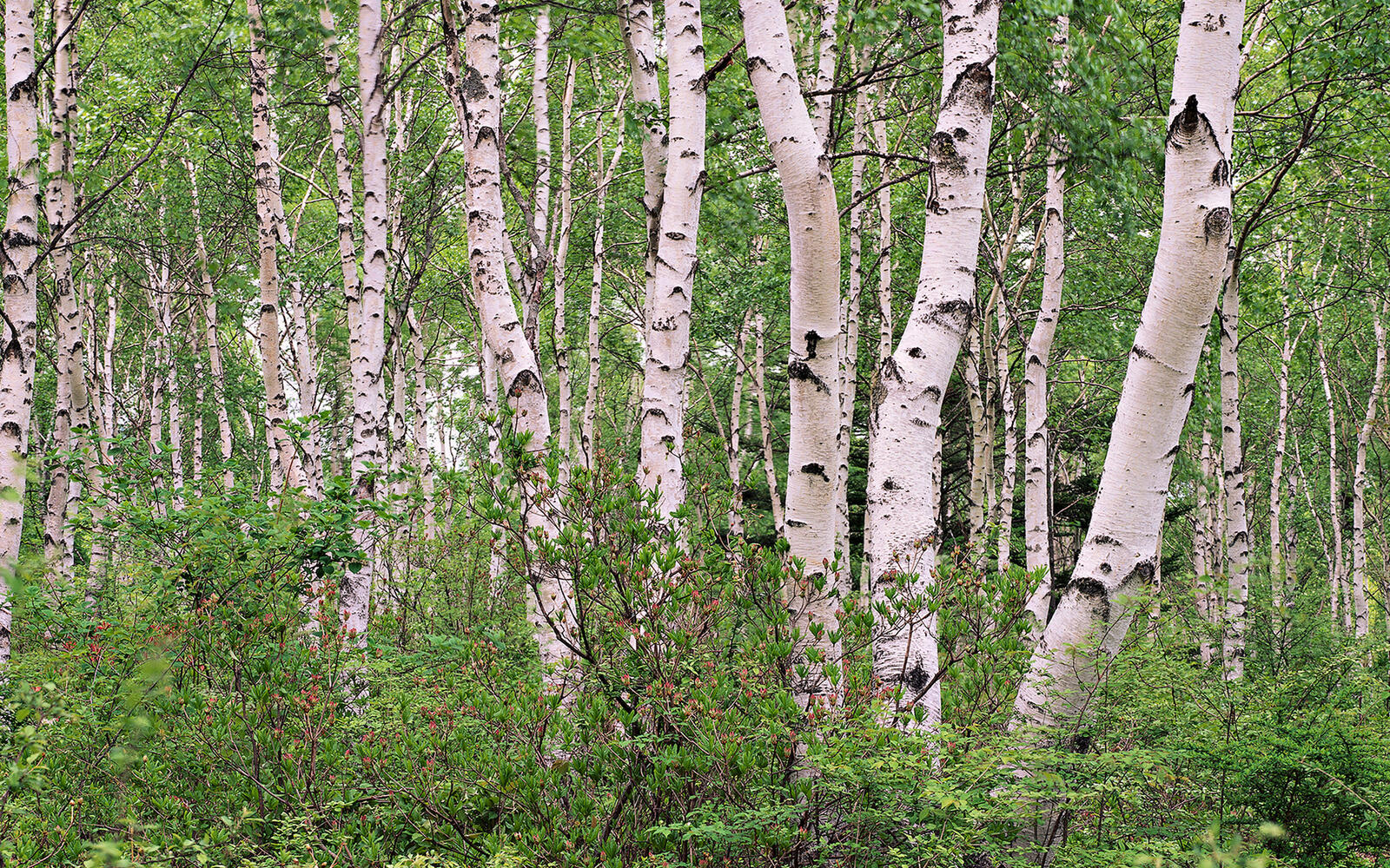 Wallpapers birches trunks bark on the desktop