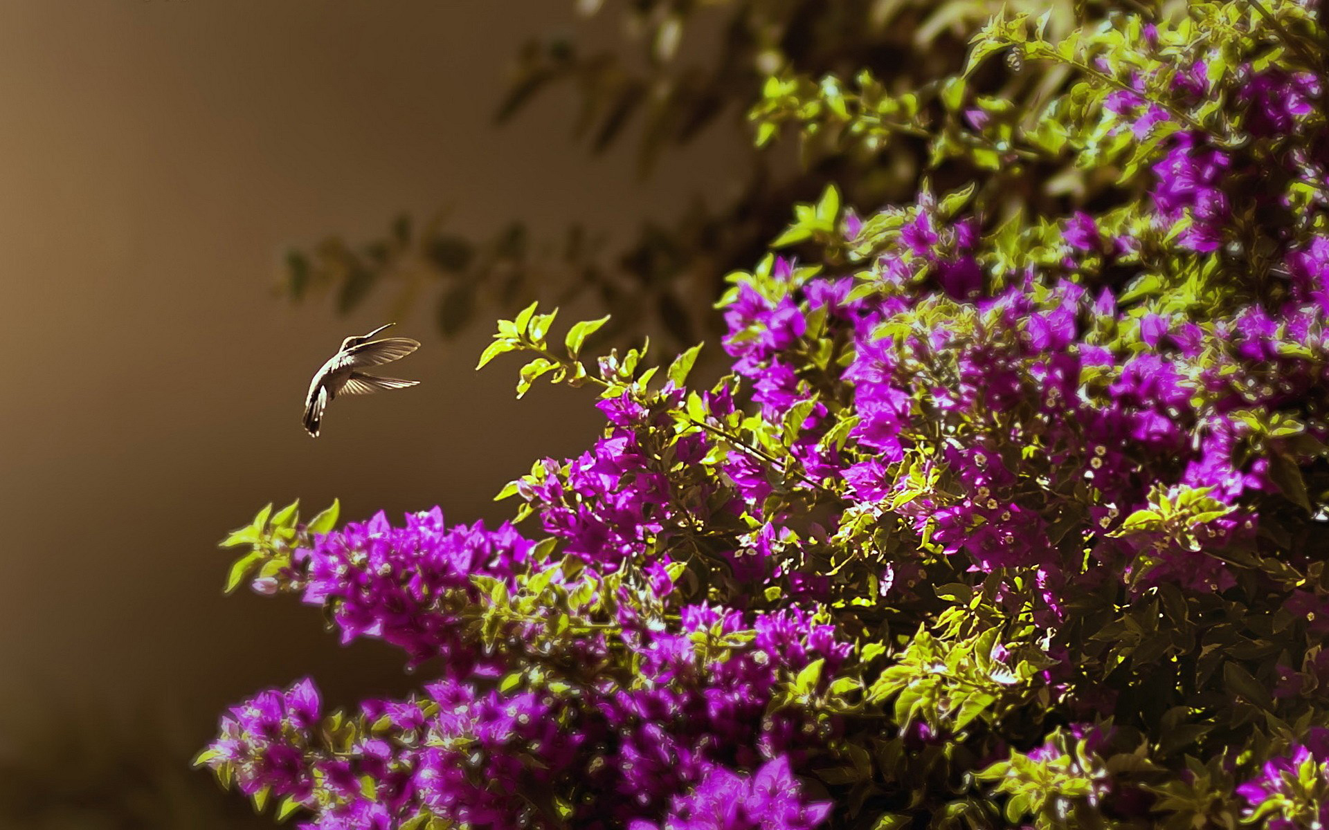 Wallpapers hummingbird bush flowers on the desktop