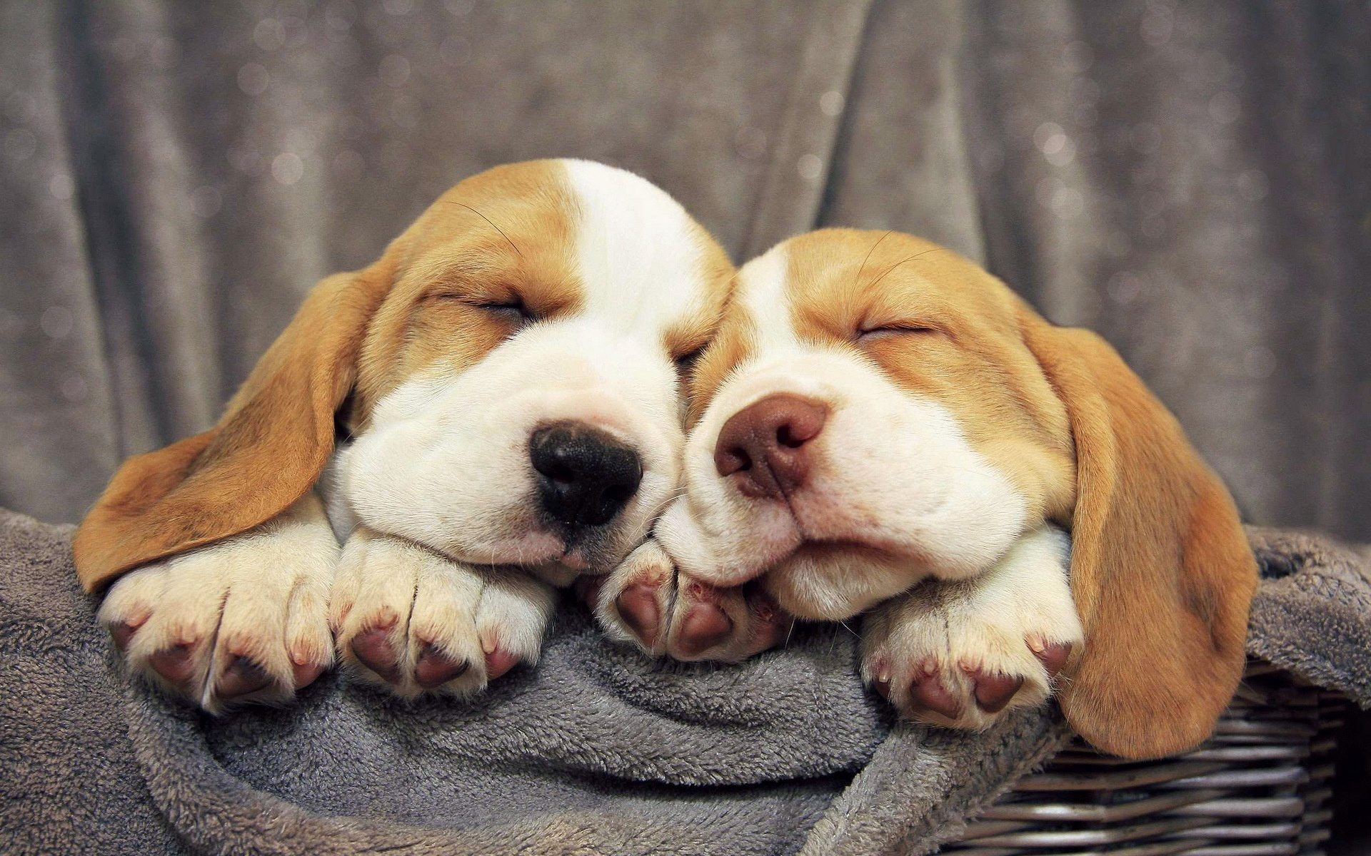 Wallpapers basket puppies sleep on the desktop