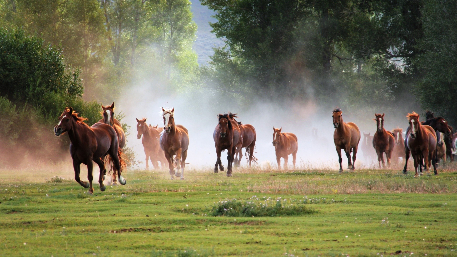 Фото бесплатно лошади, кони, скакуны