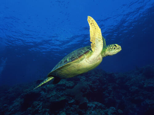 море черепаха панцирь