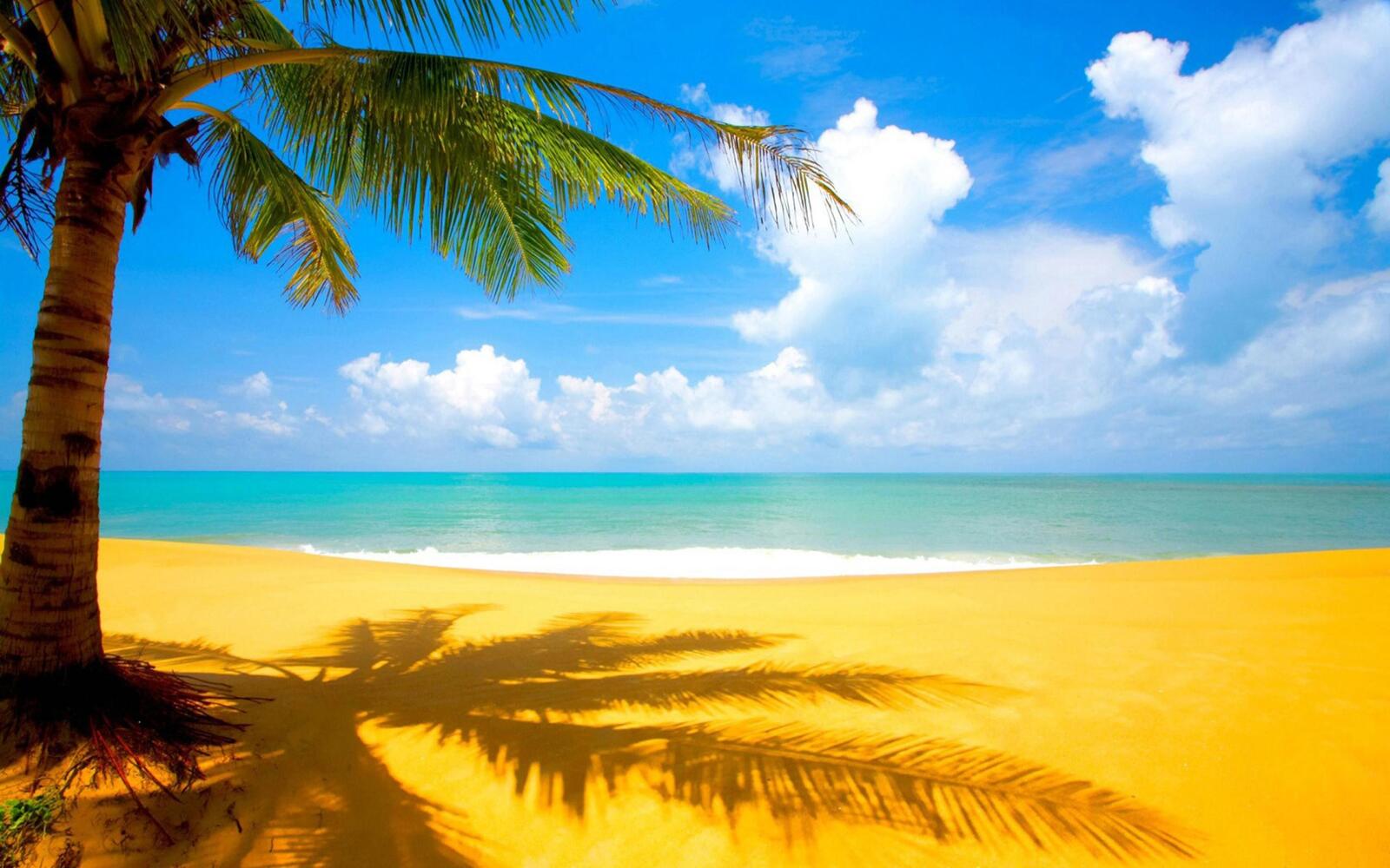 Обои отпуск пальма пляж на рабочий стол