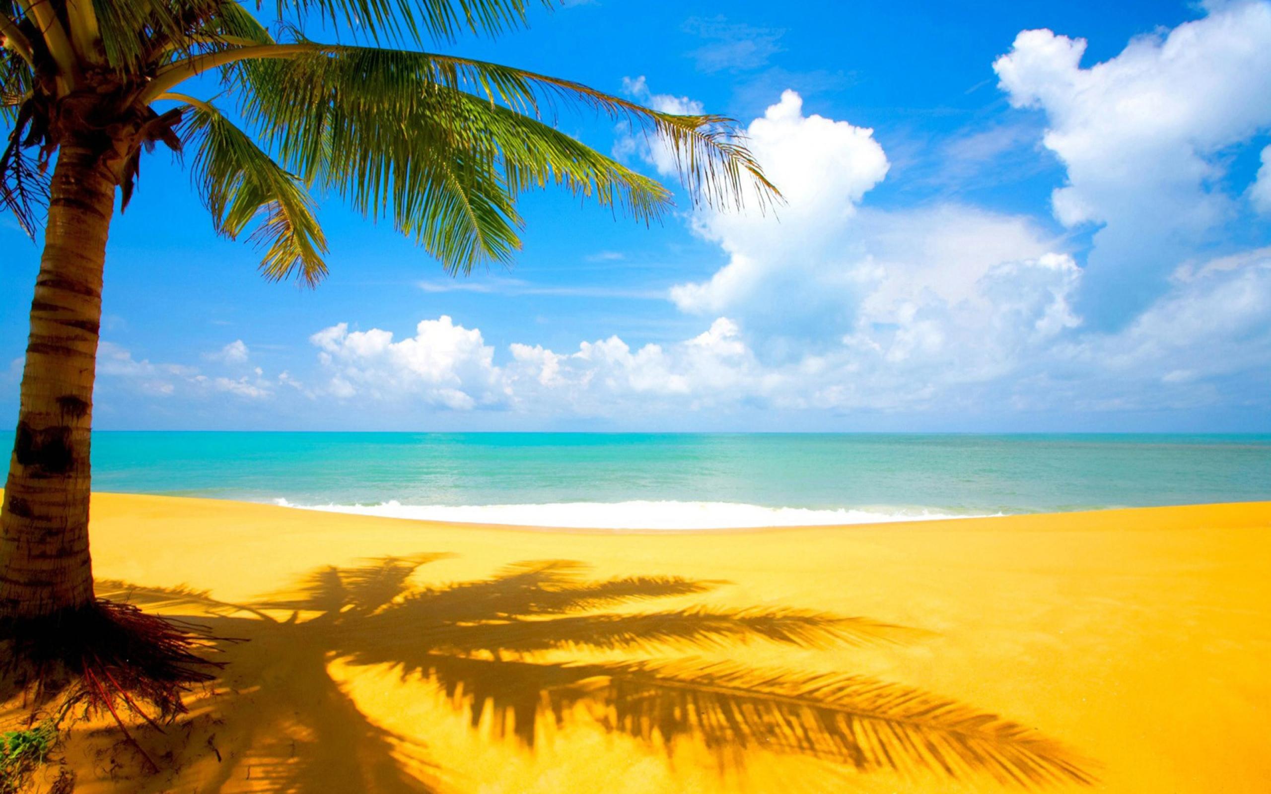 Фото бесплатно отпуск, пальма, пляж