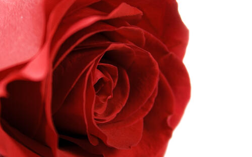 A close-up of a red rosebud