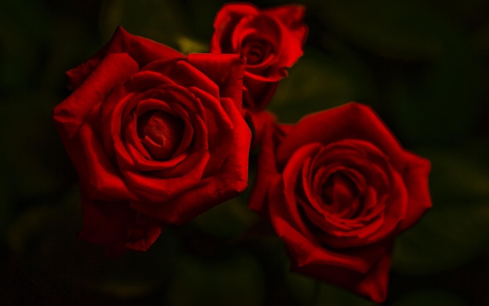 Обои розы три красные на рабочий стол