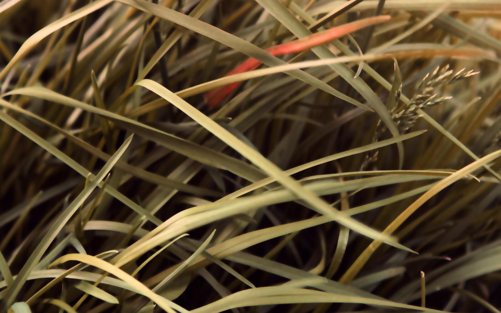 Wallpapers grass thicket plant on the desktop