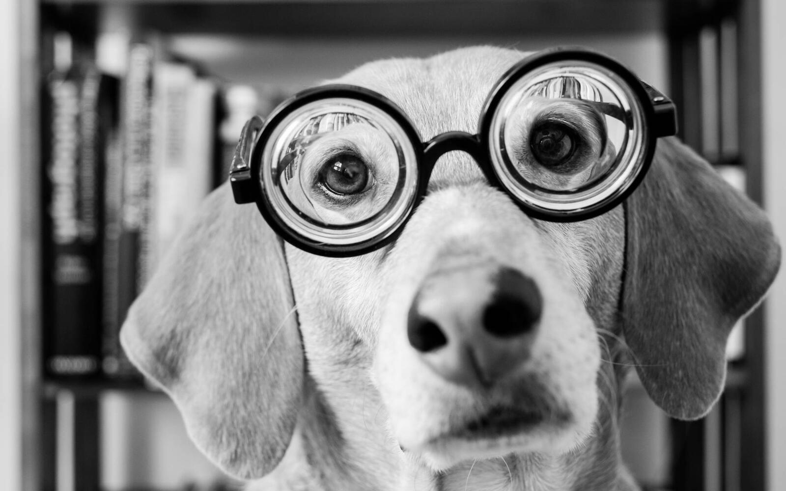 Wallpapers dog with glasses lenses books on the desktop