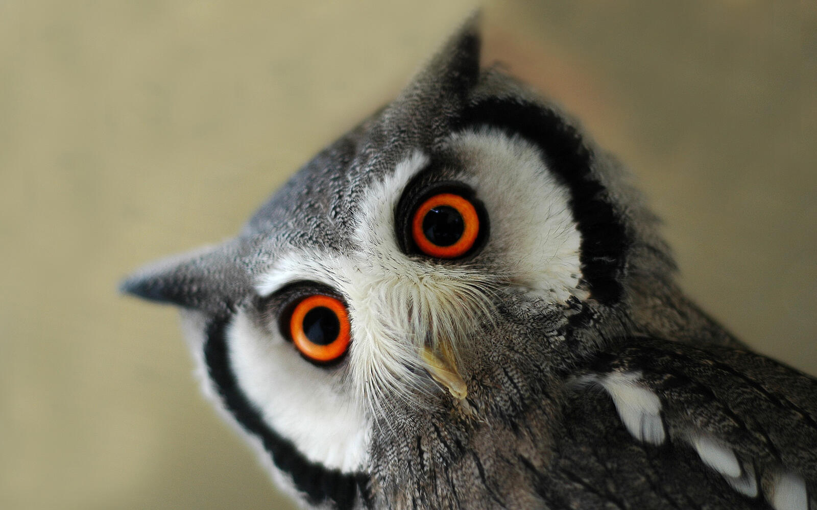 Wallpapers owl big eyes on the desktop