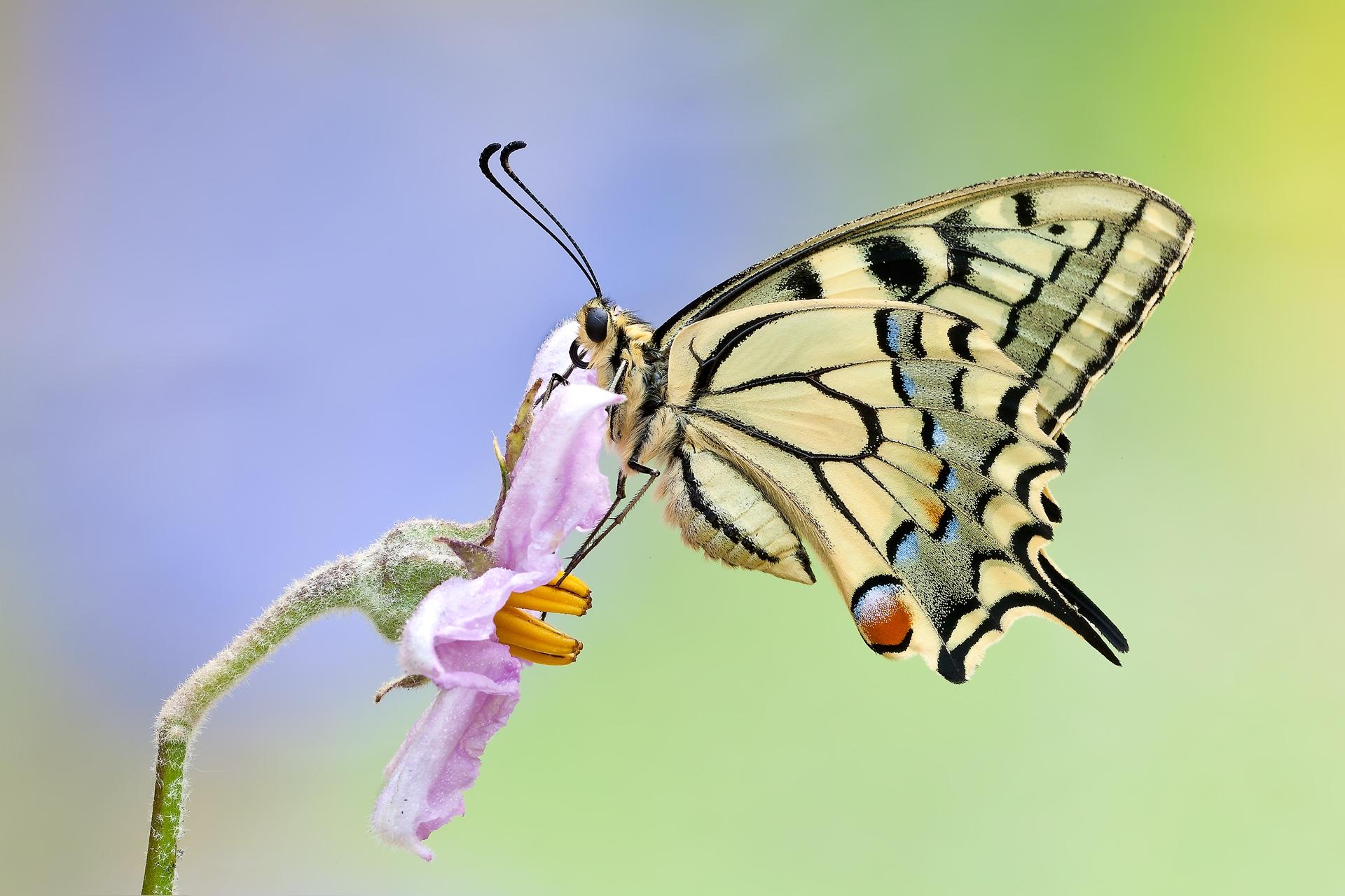 Wallpapers Machaon Papilio machaon butterfly on the desktop