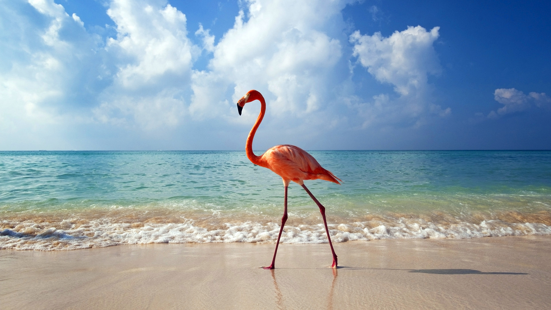 Обои море пляж фламинго на рабочий стол