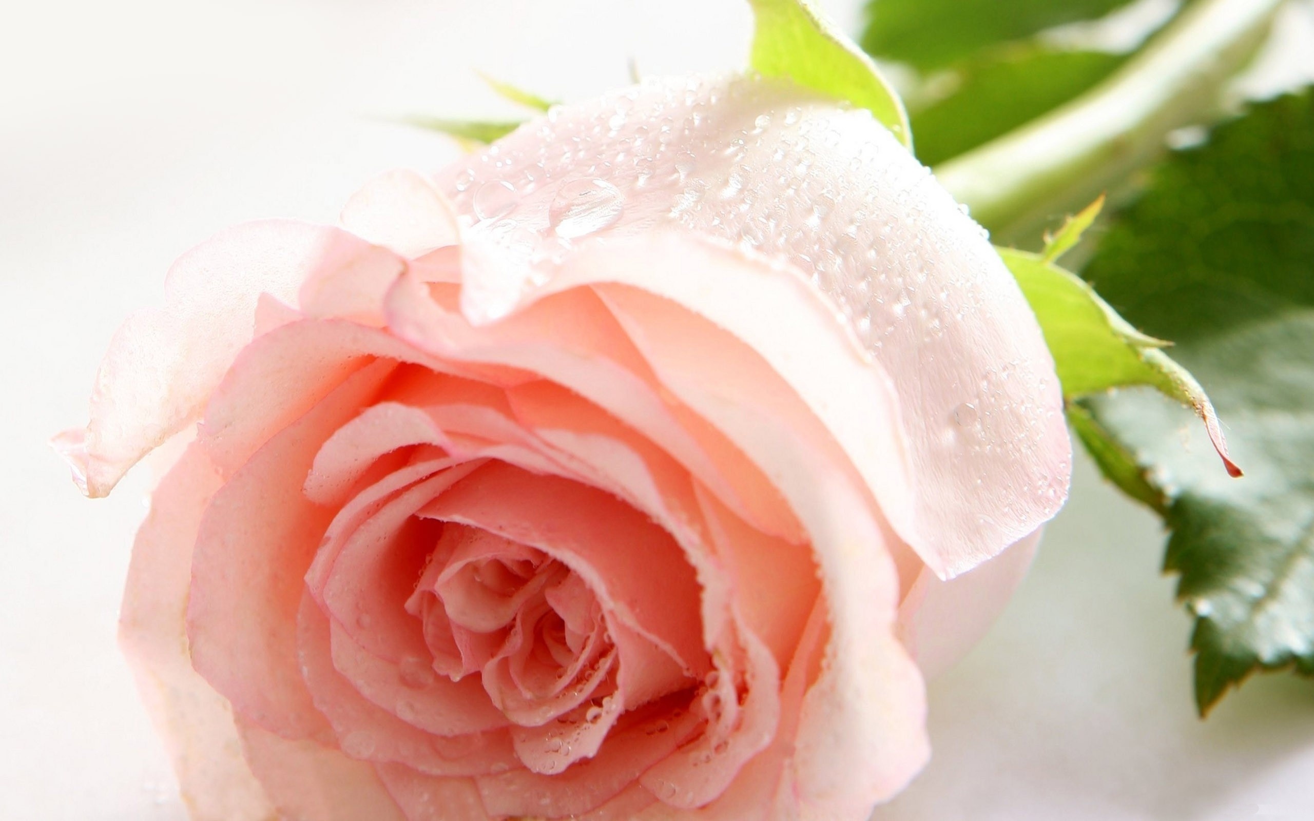 Обои роза розовая липестки на рабочий стол