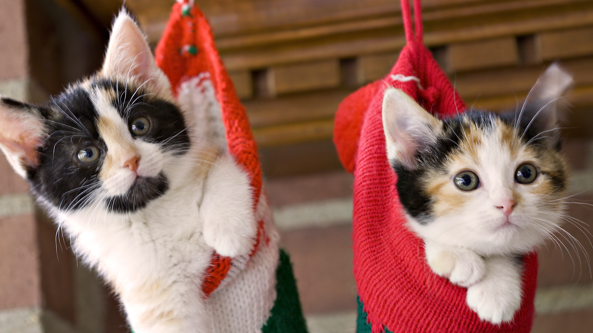 Wallpapers present for Christmas two kittens on the desktop