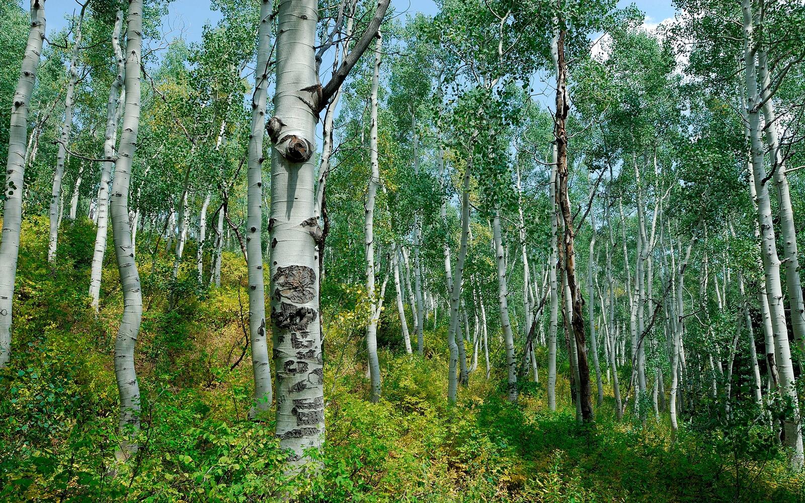 Wallpapers birches forest grass on the desktop