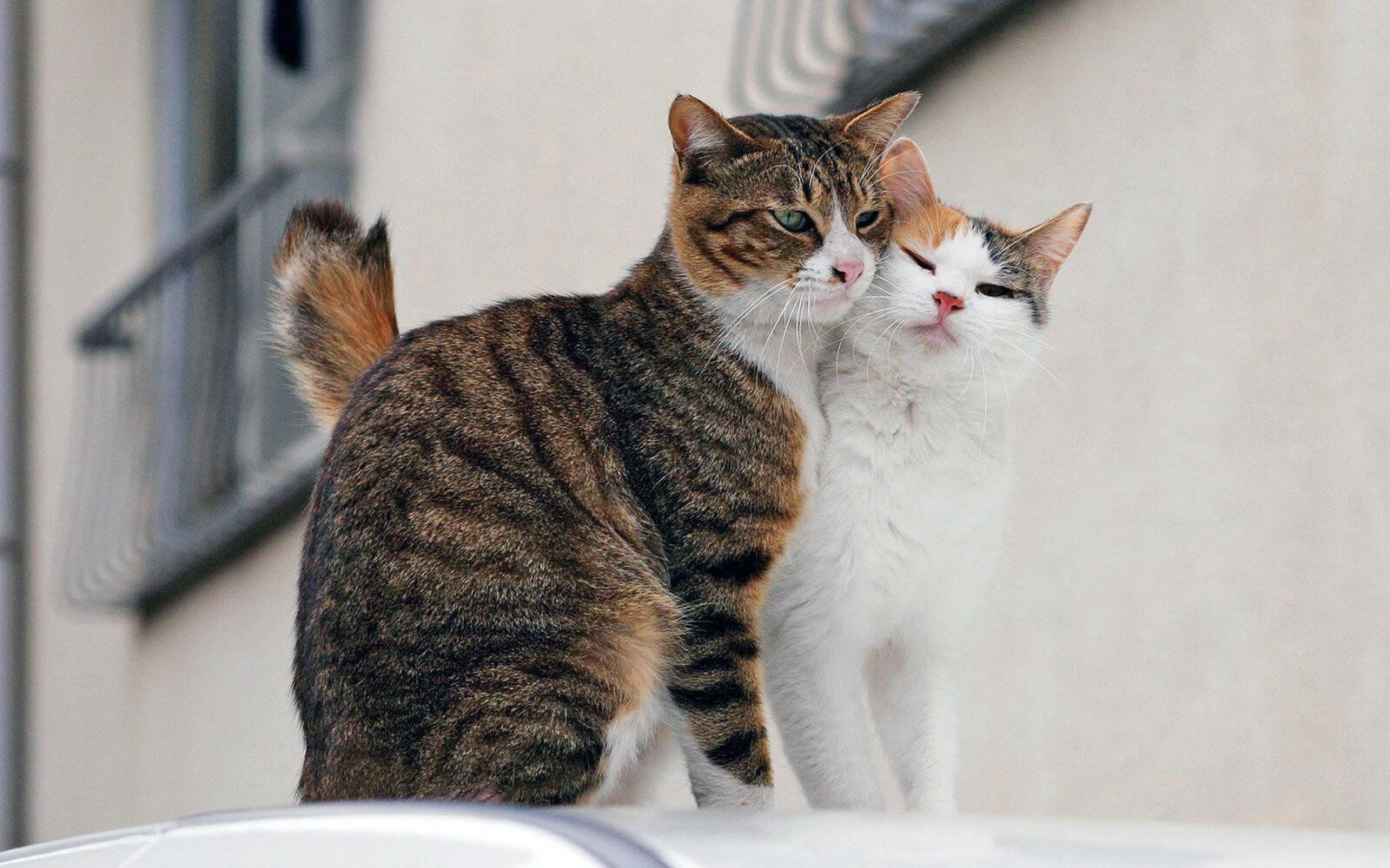 Обои кот кошка две кошки на рабочий стол