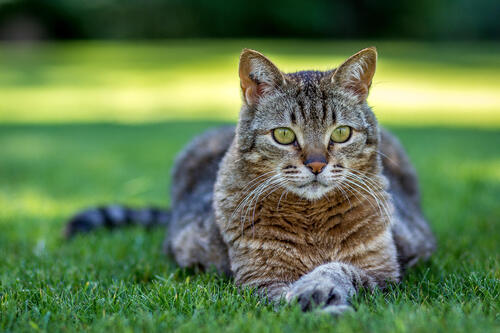 Cat on a green lawn