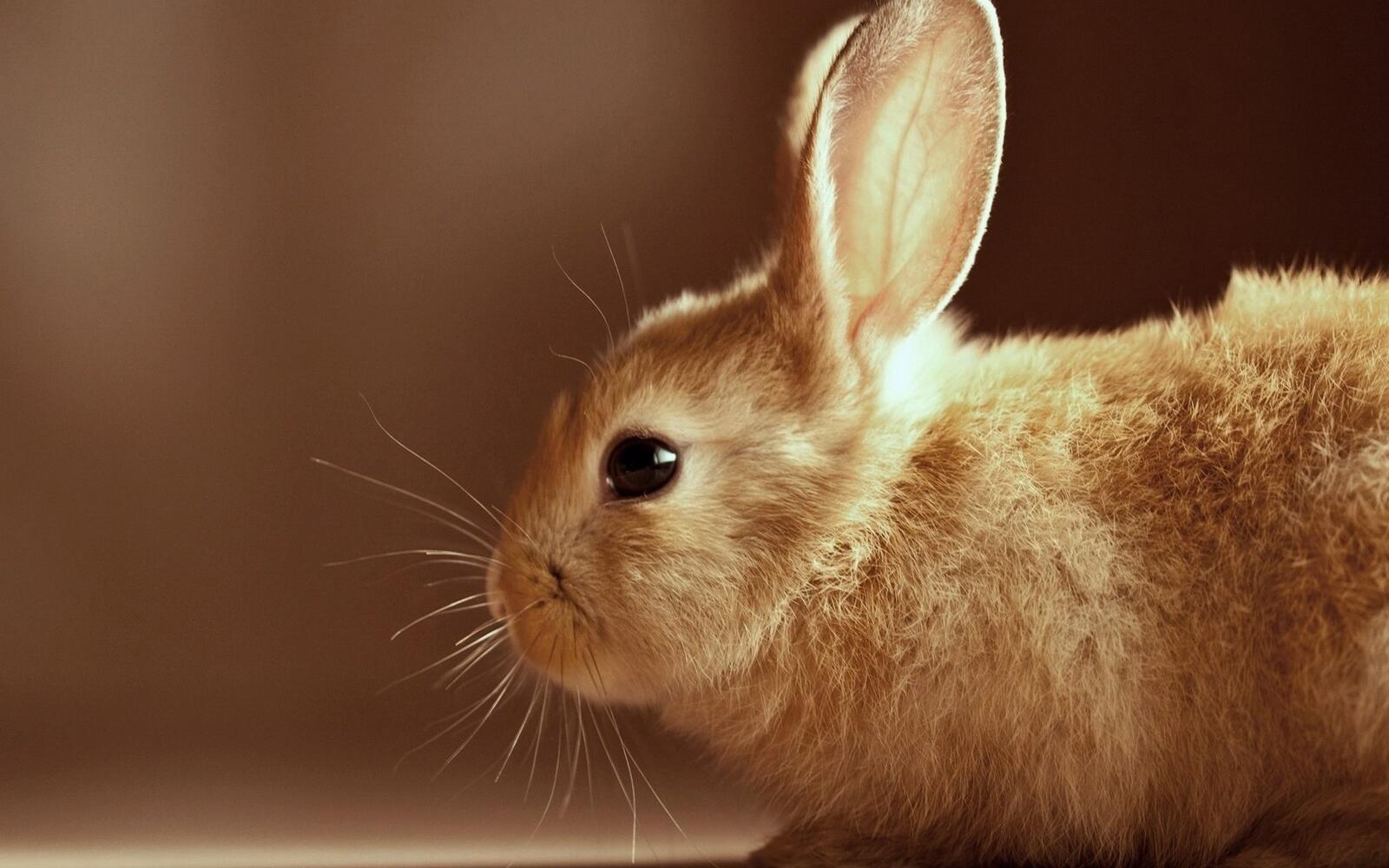 Wallpapers rabbit ears muzzle on the desktop