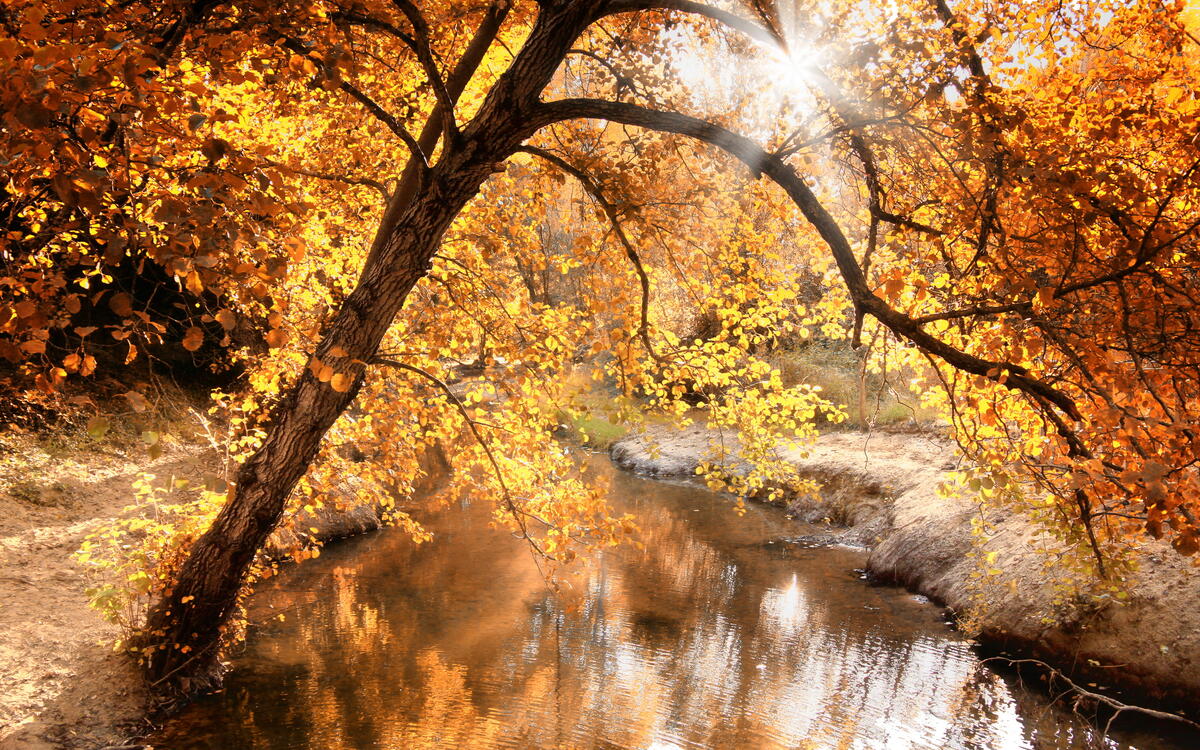 A shallow river in the fall woods